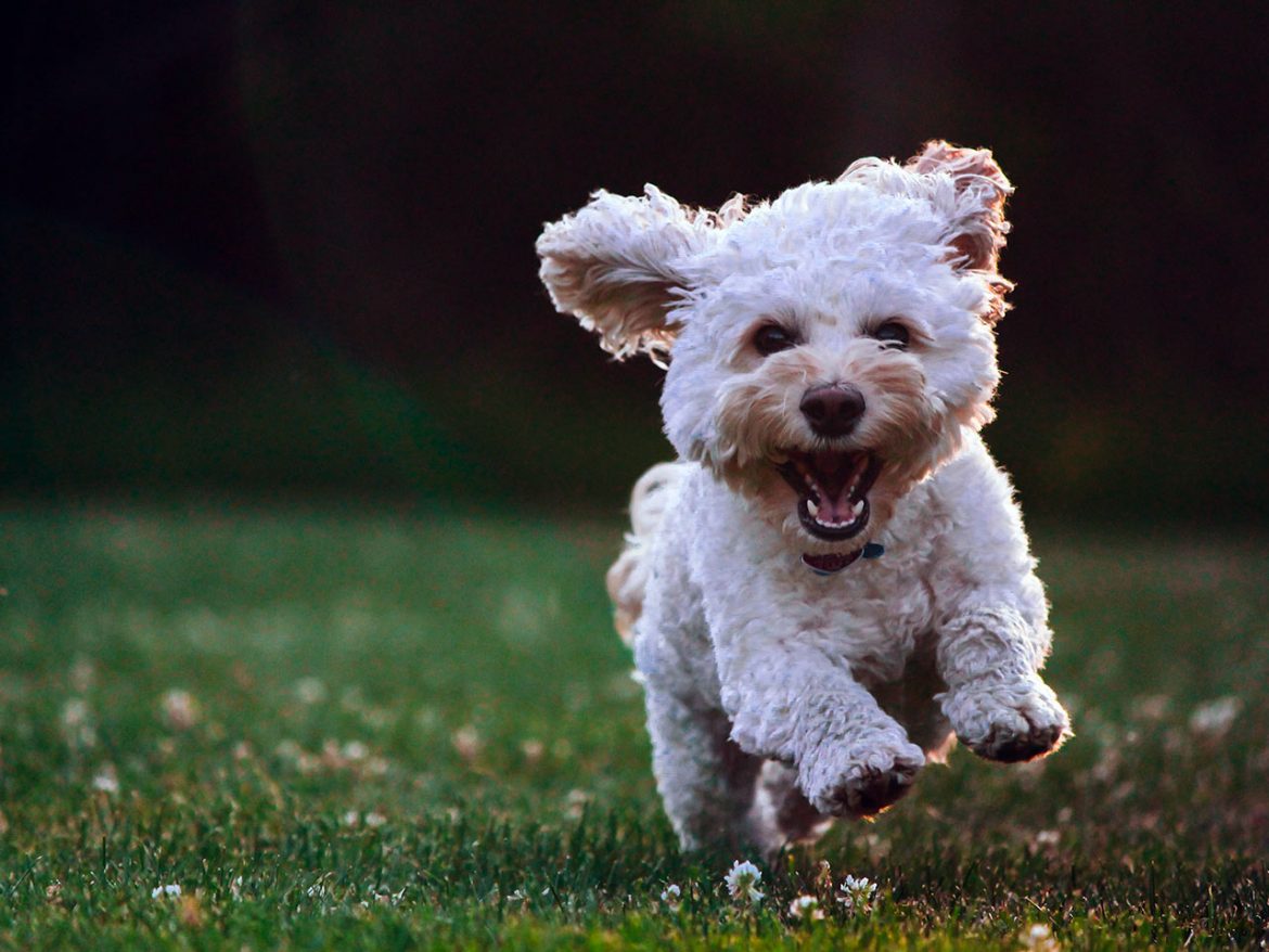 White puppy running on the grass